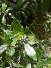 Monnina phillyreoides