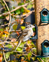 Pheucticus ludovicianus