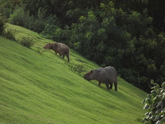 Hydrochoerus hydrochaeris