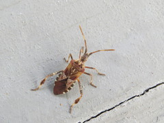 Leptoglossus occidentalis