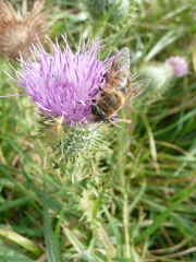 Oecanthus quadripunctatus