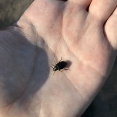 Coleoptera