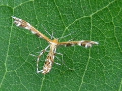 Oxyptilini
