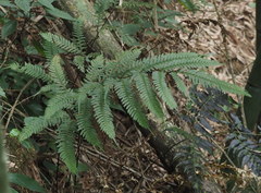 Pteris amoena