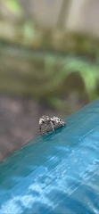 Salticidae