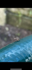 Salticidae
