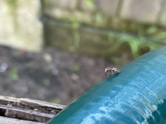 Salticidae