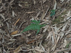 Dryopteris formosana