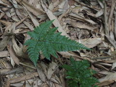 Dryopteris formosana