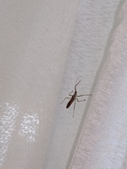 Zelus cervicalis