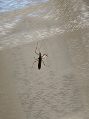 Zelus cervicalis
