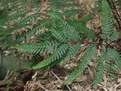 Pteris amoena