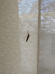 Zelus cervicalis