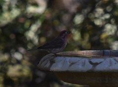 Haemorhous purpureus californicus