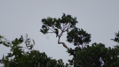 Pteroglossus viridis