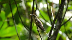 Phaethornis superciliosus