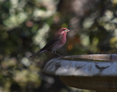Haemorhous purpureus californicus