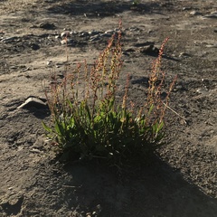 Angiospermae