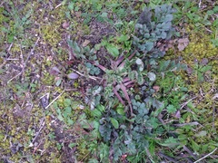 Pimpinella villosa