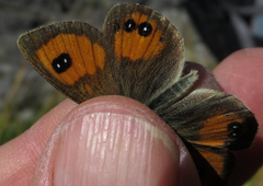 Argyrophenga janitae