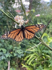 Danaus plexippus