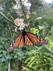 Danaus plexippus