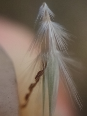 Rytidosperma tenuius