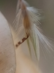 Rytidosperma tenuius