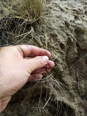 Rytidosperma tenuius