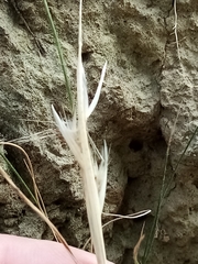 Rytidosperma tenuius