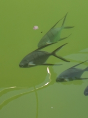 Trachinotus goodei