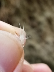 Rytidosperma tenuius