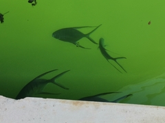 Trachinotus goodei