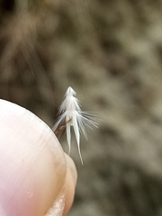 Rytidosperma tenuius