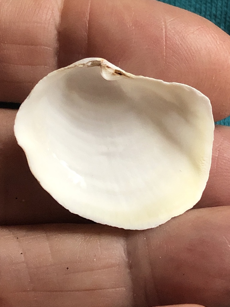 Lantern Shells