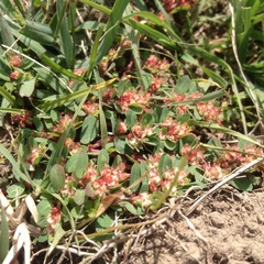 Euphorbia densiflora
