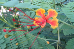 Caesalpinia pulcherrima