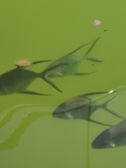 Trachinotus goodei