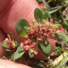 Euphorbia densiflora