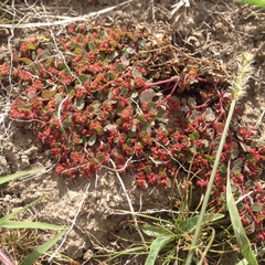 Euphorbia spellenbergiana