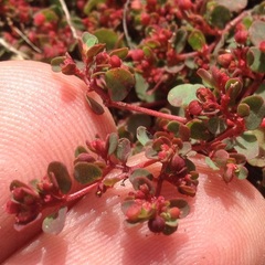 Euphorbia spellenbergiana