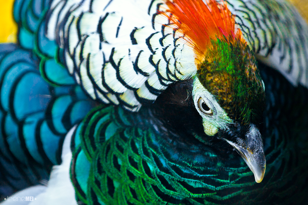 Lady Amherst's Pheasant