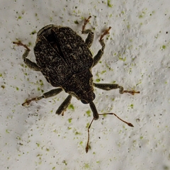 Parethelcus pollinarius