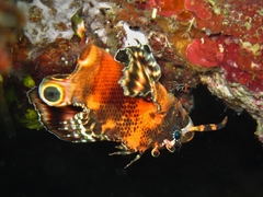 Dendrochirus biocellatus