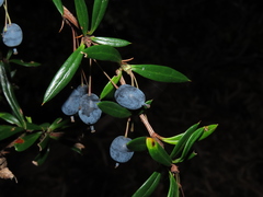 Berberis trigona