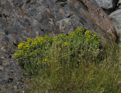 Helichrysum parvifolium