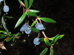 Berberis trigona