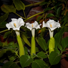 Datura innoxia