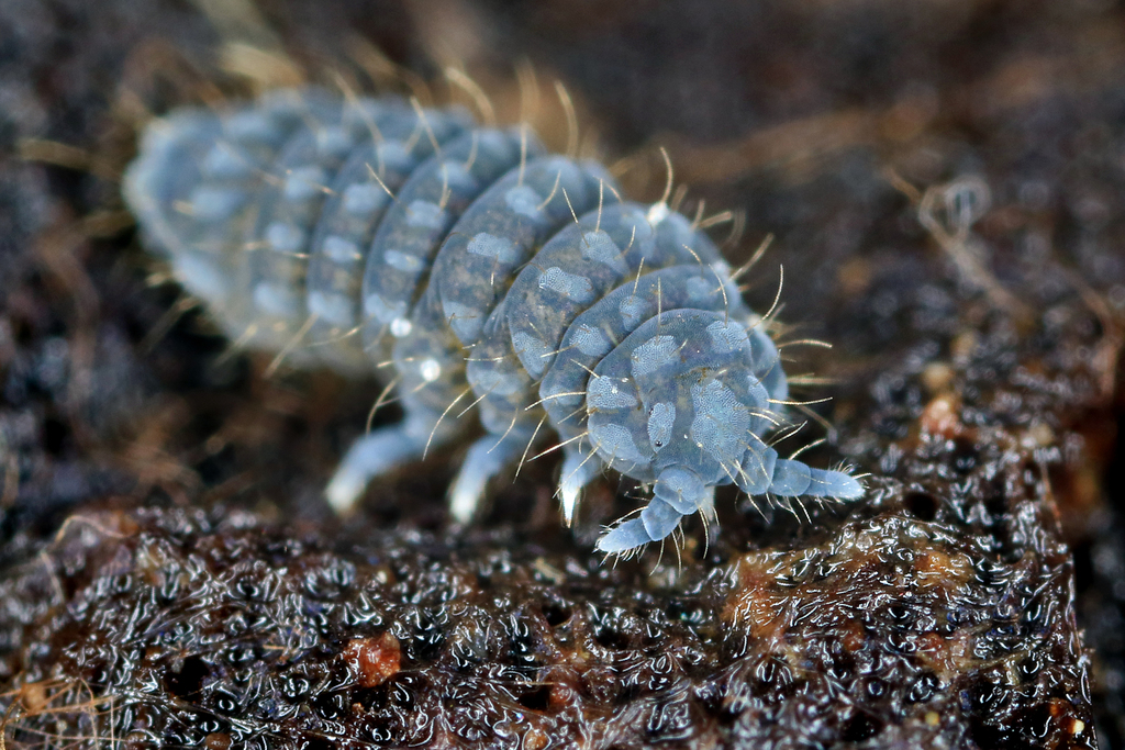 Deutonura