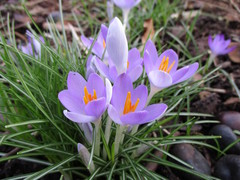 Crocus tommasinianus